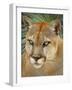 Florida Panther-Dennis Goodman-Framed Photographic Print