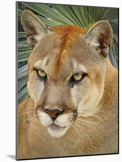 Florida Panther-Dennis Goodman-Mounted Photographic Print