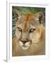 Florida Panther-Dennis Goodman-Framed Photographic Print