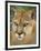 Florida Panther-Dennis Goodman-Framed Photographic Print