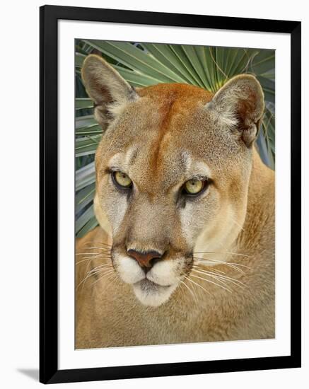 Florida Panther-Dennis Goodman-Framed Photographic Print