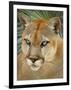 Florida Panther-Dennis Goodman-Framed Photographic Print