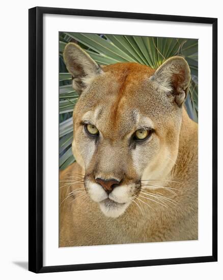 Florida Panther-Dennis Goodman-Framed Photographic Print