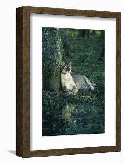 Florida Panther-null-Framed Photographic Print