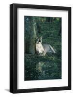 Florida Panther-null-Framed Photographic Print