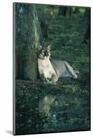 Florida Panther-null-Mounted Photographic Print