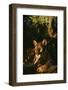 Florida Panther-null-Framed Photographic Print