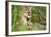 Florida Panther-null-Framed Photographic Print