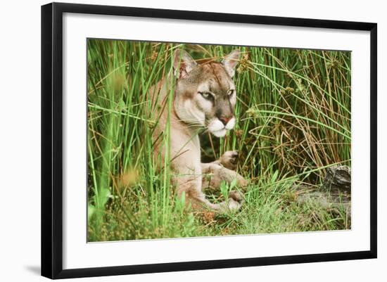 Florida Panther-null-Framed Photographic Print