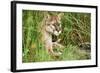 Florida Panther-null-Framed Photographic Print