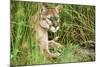 Florida Panther-null-Mounted Photographic Print