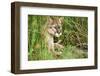 Florida Panther-null-Framed Photographic Print