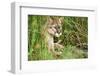 Florida Panther-null-Framed Photographic Print