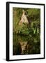 Florida Panther-null-Framed Photographic Print