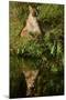 Florida Panther-null-Mounted Photographic Print