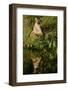 Florida Panther-null-Framed Photographic Print