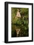 Florida Panther-null-Framed Photographic Print