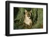 Florida Panther-null-Framed Photographic Print