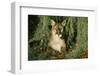 Florida Panther-null-Framed Photographic Print