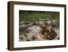 Florida Pine Snake, the Orianne Indigo Snake Preserve, Georgia-Pete Oxford-Framed Photographic Print