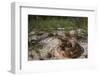 Florida Pine Snake, the Orianne Indigo Snake Preserve, Georgia-Pete Oxford-Framed Photographic Print