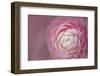 Florida. Pink Camellia Close-Up-Jaynes Gallery-Framed Photographic Print