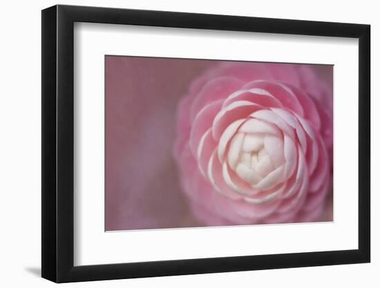 Florida. Pink Camellia Close-Up-Jaynes Gallery-Framed Photographic Print