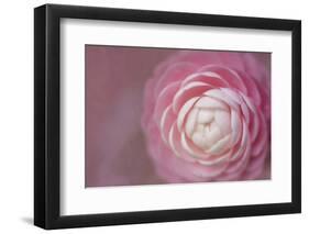 Florida. Pink Camellia Close-Up-Jaynes Gallery-Framed Photographic Print