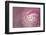 Florida. Pink Camellia Close-Up-Jaynes Gallery-Framed Photographic Print