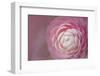 Florida. Pink Camellia Close-Up-Jaynes Gallery-Framed Photographic Print