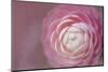 Florida. Pink Camellia Close-Up-Jaynes Gallery-Mounted Photographic Print