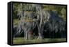 Florida, Pond Cyprus and Spanish Moss in Swamp-Judith Zimmerman-Framed Stretched Canvas