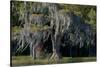Florida, Pond Cyprus and Spanish Moss in Swamp-Judith Zimmerman-Stretched Canvas