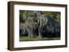 Florida, Pond Cyprus and Spanish Moss in Swamp-Judith Zimmerman-Framed Photographic Print