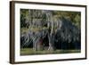 Florida, Pond Cyprus and Spanish Moss in Swamp-Judith Zimmerman-Framed Photographic Print