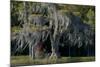 Florida, Pond Cyprus and Spanish Moss in Swamp-Judith Zimmerman-Mounted Photographic Print