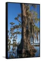 Florida, Pond Cyprus and Spanish Moss in Swamp-Judith Zimmerman-Framed Stretched Canvas