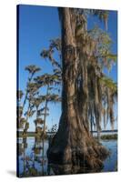 Florida, Pond Cyprus and Spanish Moss in Swamp-Judith Zimmerman-Stretched Canvas