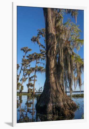 Florida, Pond Cyprus and Spanish Moss in Swamp-Judith Zimmerman-Framed Photographic Print