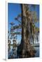 Florida, Pond Cyprus and Spanish Moss in Swamp-Judith Zimmerman-Framed Photographic Print