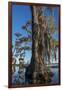 Florida, Pond Cyprus and Spanish Moss in Swamp-Judith Zimmerman-Framed Photographic Print