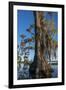 Florida, Pond Cyprus and Spanish Moss in Swamp-Judith Zimmerman-Framed Premium Photographic Print