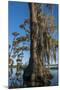 Florida, Pond Cyprus and Spanish Moss in Swamp-Judith Zimmerman-Mounted Premium Photographic Print