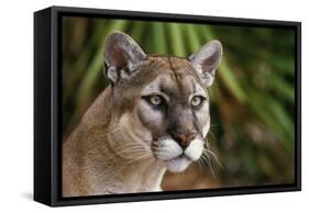 Florida Puma-null-Framed Stretched Canvas