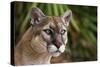 Florida Puma-null-Stretched Canvas