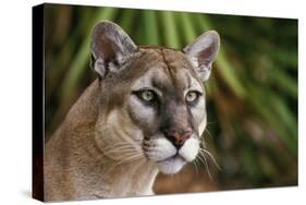 Florida Puma-null-Stretched Canvas