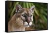 Florida Puma-null-Framed Stretched Canvas