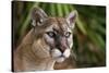 Florida Puma-null-Stretched Canvas