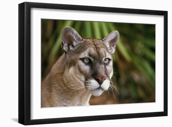 Florida Puma-null-Framed Premium Photographic Print