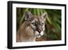 Florida Puma-null-Framed Premium Photographic Print